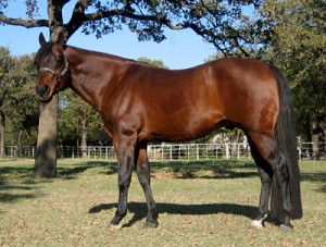 chip-body-left3-300x227