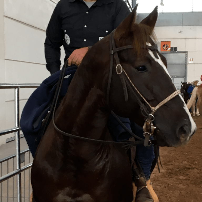 stallone-quarter-horse-peaceful-snapper-campione-italiano-gimkana-western-open.png