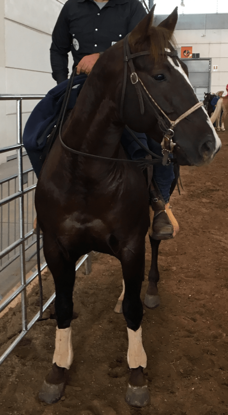 stallone-quarter-horse-peaceful-snapper-campione-italiano-gimkana-western-open