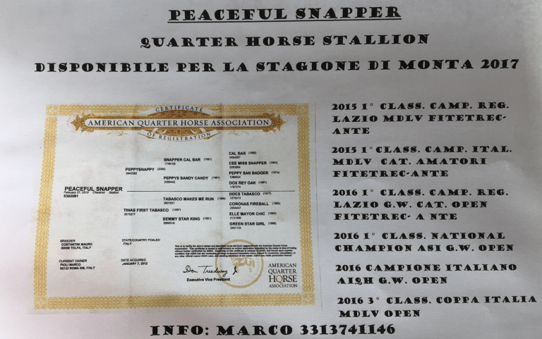 stallone-quarter-horse-peaceful-snapper-certificato-e-score-record