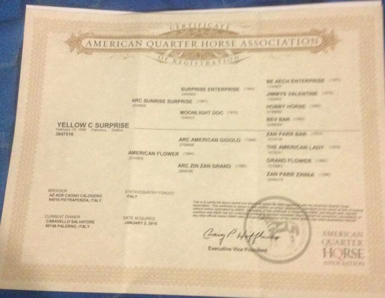 stallone-quarter-horse-yellow-c-surprise-certificato