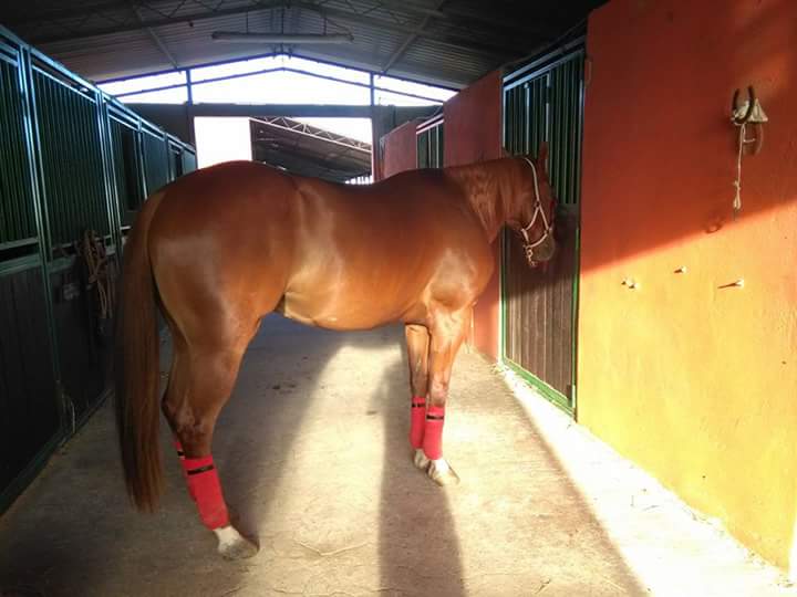 the-remedy-bullying-castrone-quarter-horse-linea-redskin