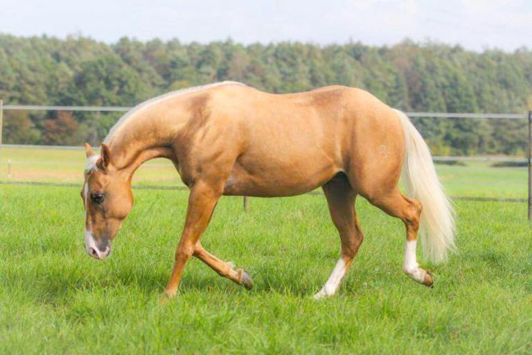 rooster-got-a-gun-stallone-palomino-quarter-horse-libero