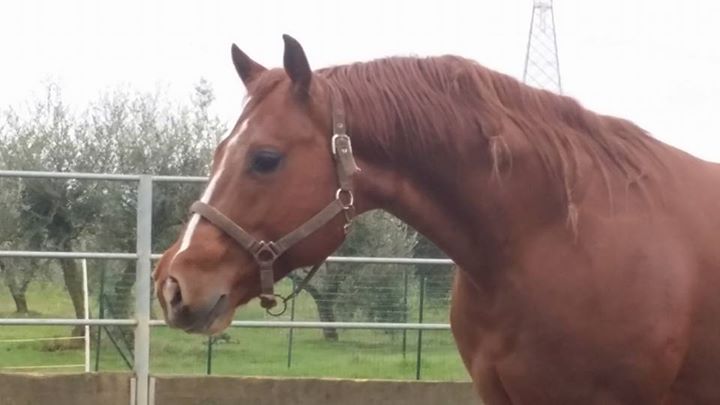 stallion_quarter_horse_sauro_head_memory_to_roller