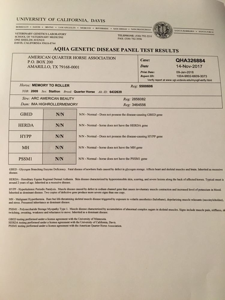 Stallone Quarter Horse Morfologia • MEMORY TO ROLLER 5 panel negtive tested