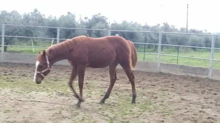 puledra-quaretr-horse-linea-halter-pleausure-by-mr-cool-de-see-x-my-beauty-esmeralda