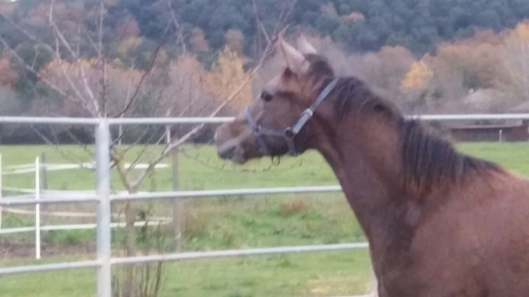 puledra-quaretr-horse-linea-halter-pleausure-by-mr-cool-de-see-x-roosie-rooder