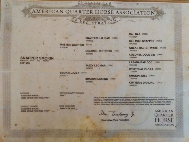 snapper_smokin_quarter_horse_in_vendita_certificato