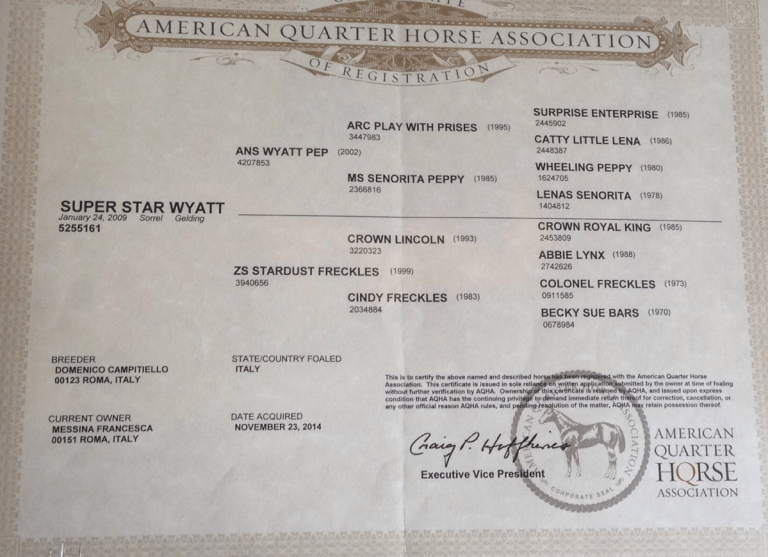 super-star-yatt-certificato-castrone-quarter-horse-reining