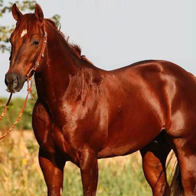 barone-great-heart-acre-stallone-aqha-quarter-horse
