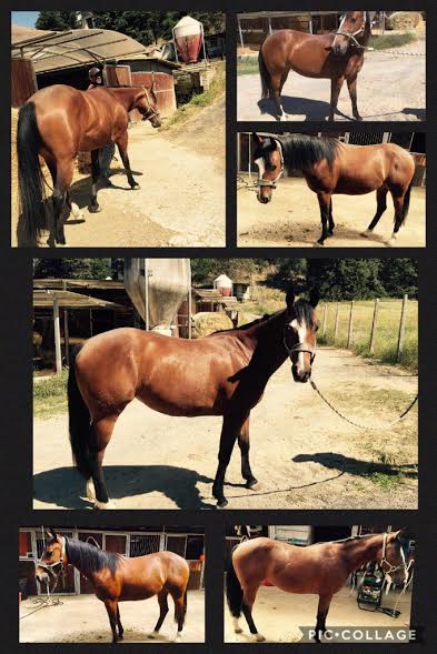 Spat_Dual_Blue_Quarter_Horse_Meconi_Pic1