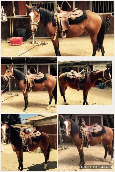 Spat_Dual_Blue_Quarter_Horse_Meconi_Pic2