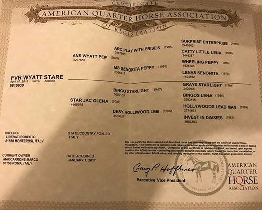 certificato-aqha-stallone-quarter-horse-sauro-fvr-wyatt-stare-cutting.jpg