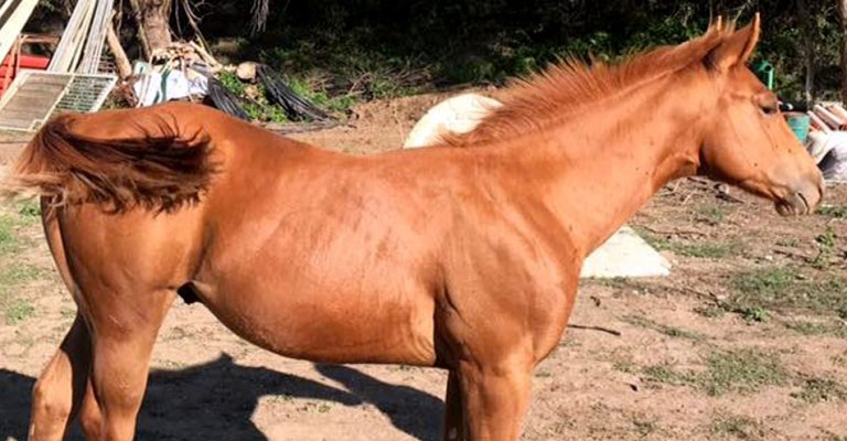 Puledro-Quarter-Horse-Sauro-Linea-da-Reining-2017