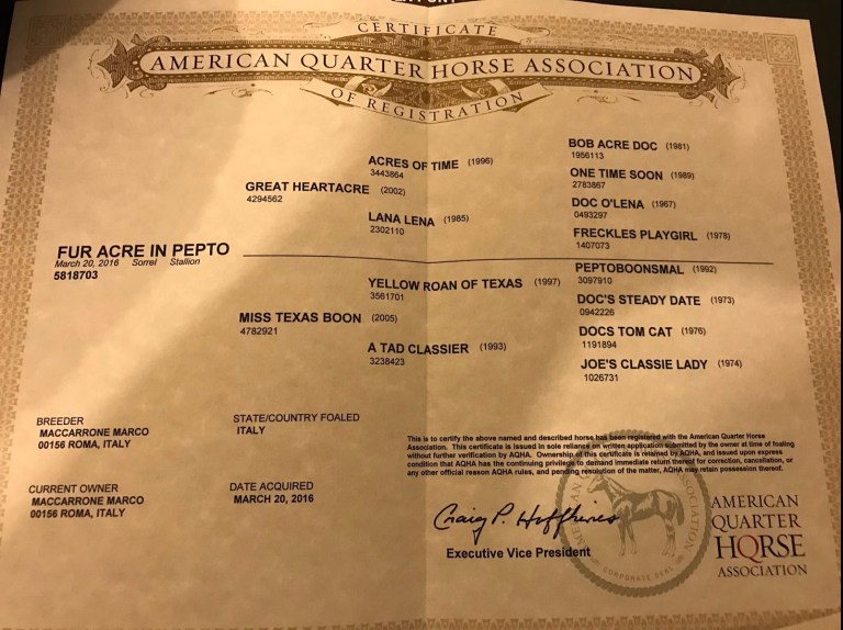 fur-acre-in-pepto-quarter-horse-intero-in-vendita-doc.jpeg