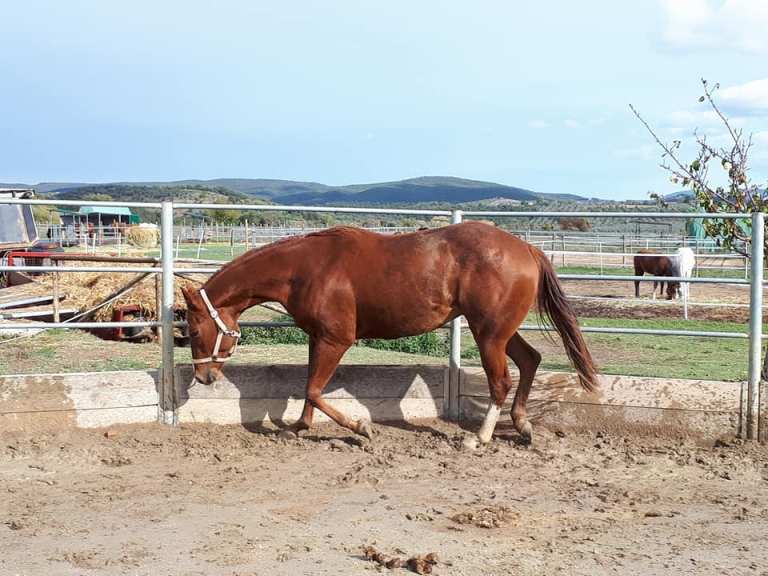 TOUCH-ME-COOL-Puledro-Quarter-Horse-Sauro-Left