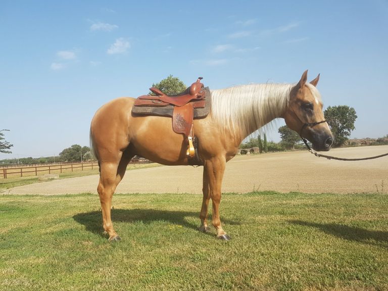 yellow-red-spirit-castrone-quarter-horse-palomino-4