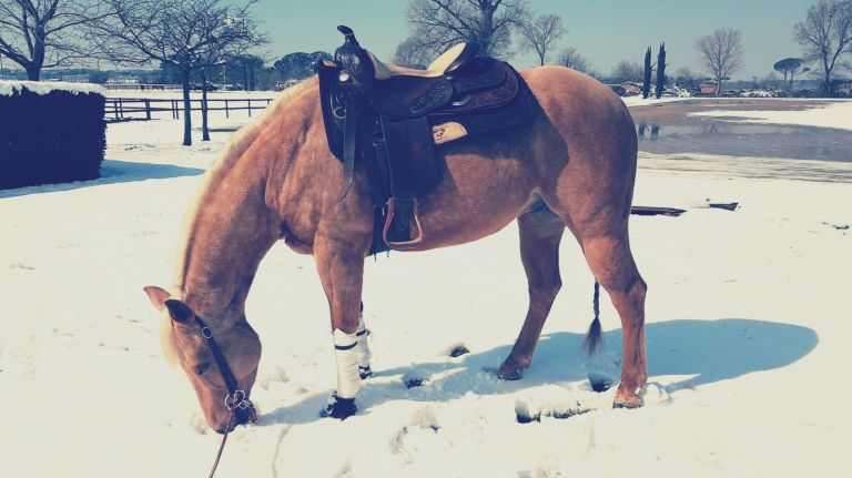 yellow-red-spirit-castrone-quarter-horse-palomino-5