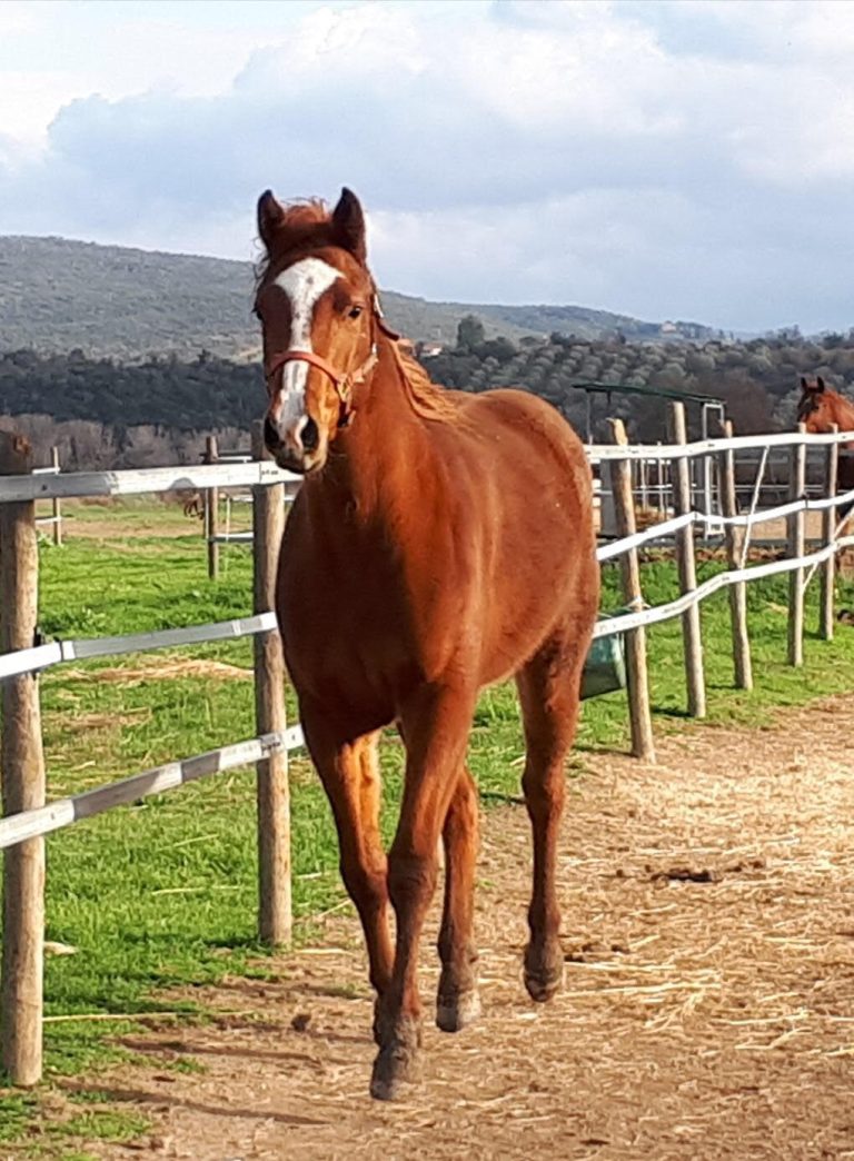 AMANITA-CONCLUSION-Puledra-Quarter-Horse-Saura-FRONT