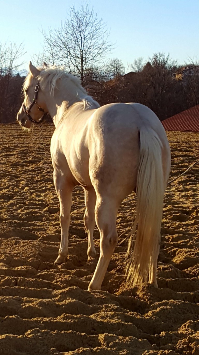posteriori Puledro Quarter Horse Palomino • MR BLACK EYED PRESIDENT (2016) in vendita