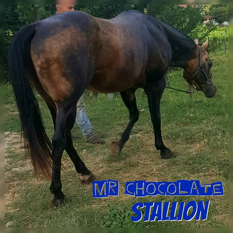 stallone stagione di monta mr chocolte performance quarter horse stallion buckskin