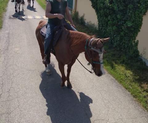 ar-please-dont-go-castrone-quarter-horse-3