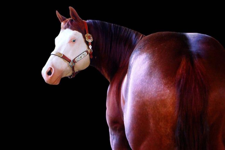 cl gunner pride aqha apha stallone in riproduzione