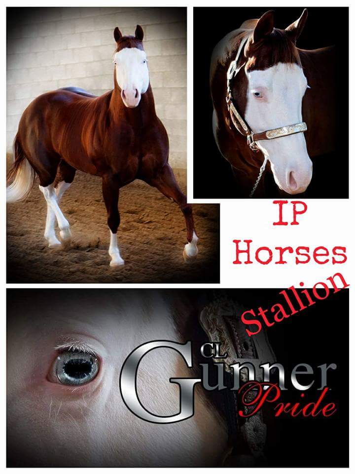 cl-smoking-gun-stallone-quarter-horse-3