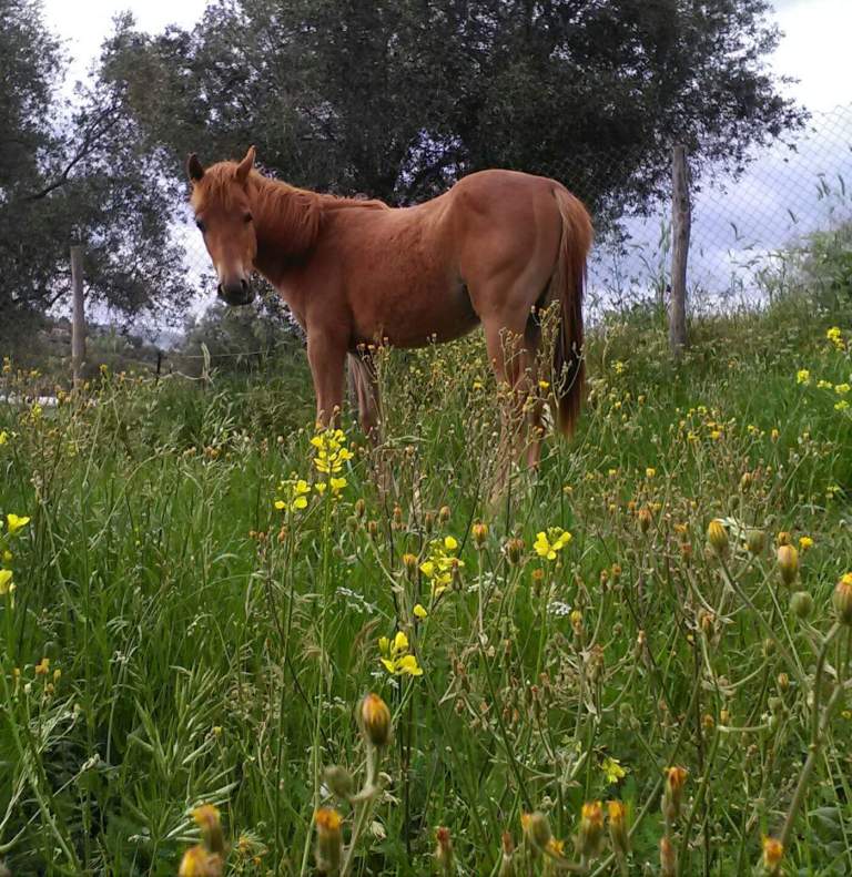 carolina-jackye-pie-sorrel-qh-filly-1