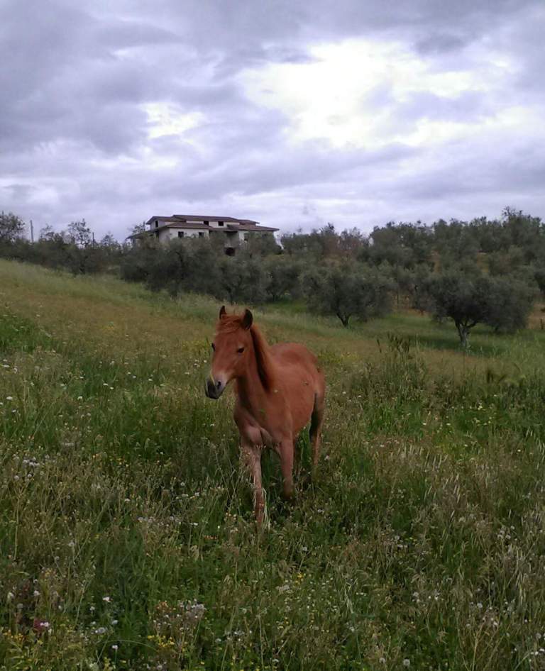 carolina-jackye-pie-sorrel-qh-filly-2