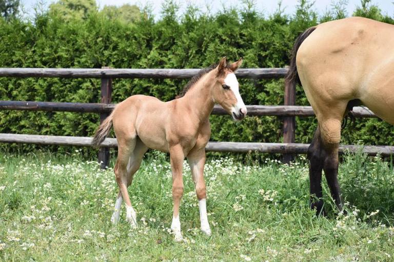 46957249_1168970883257391_4418859939800285184_n