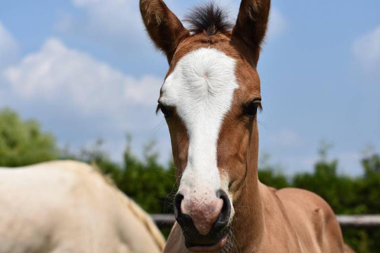 47043790_738458819850701_1682204893021995008_n