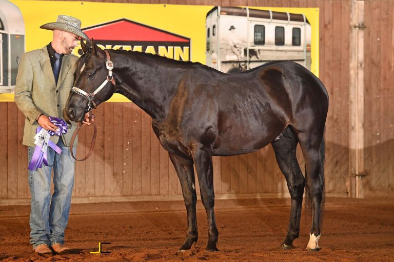 mr-dark-little-step-quarter-horse-stallion