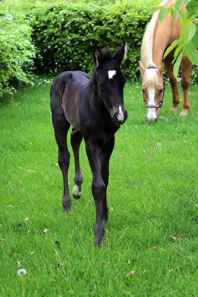 mr-dark-pepolena-quarter-horse-colt-for-sale-1