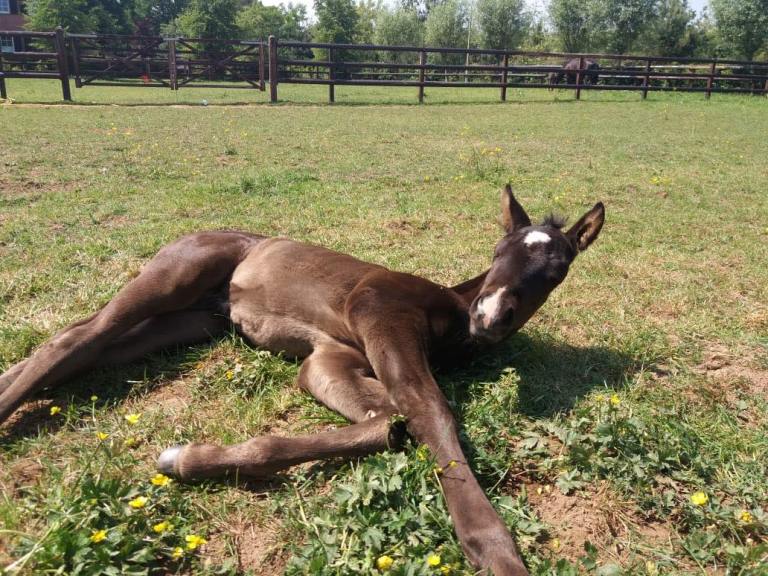 mr-dark-pepolena-quarter-horse-colt-for-sale-2