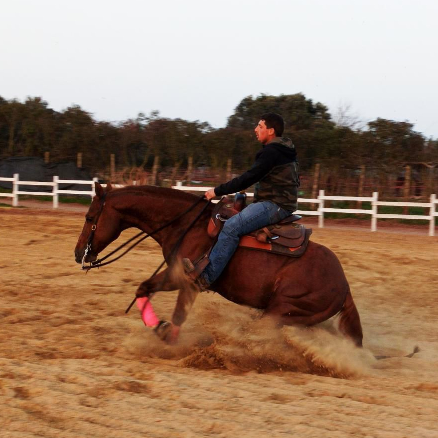 Stallone Quarter Horse STEPPIN OUT WRANGLER 2011 Reining Stallion at stud In Riproduzione