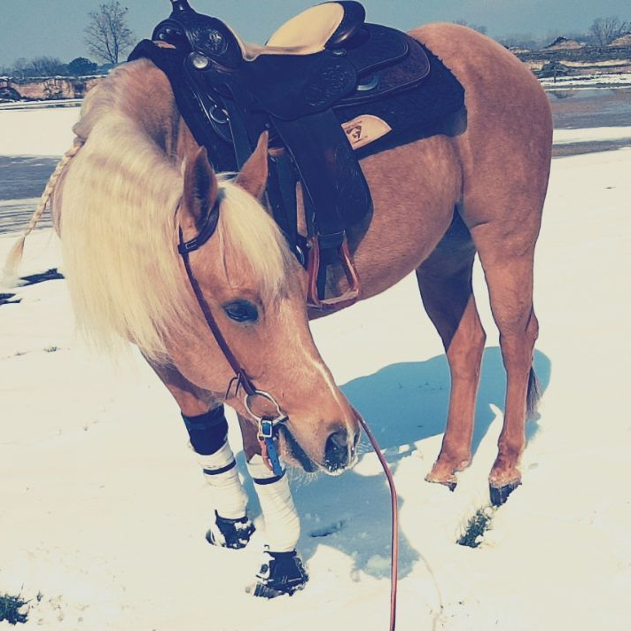 roma-castrone-quarter-horse-palomino-yellow-red-spirit-2011-in-vendita