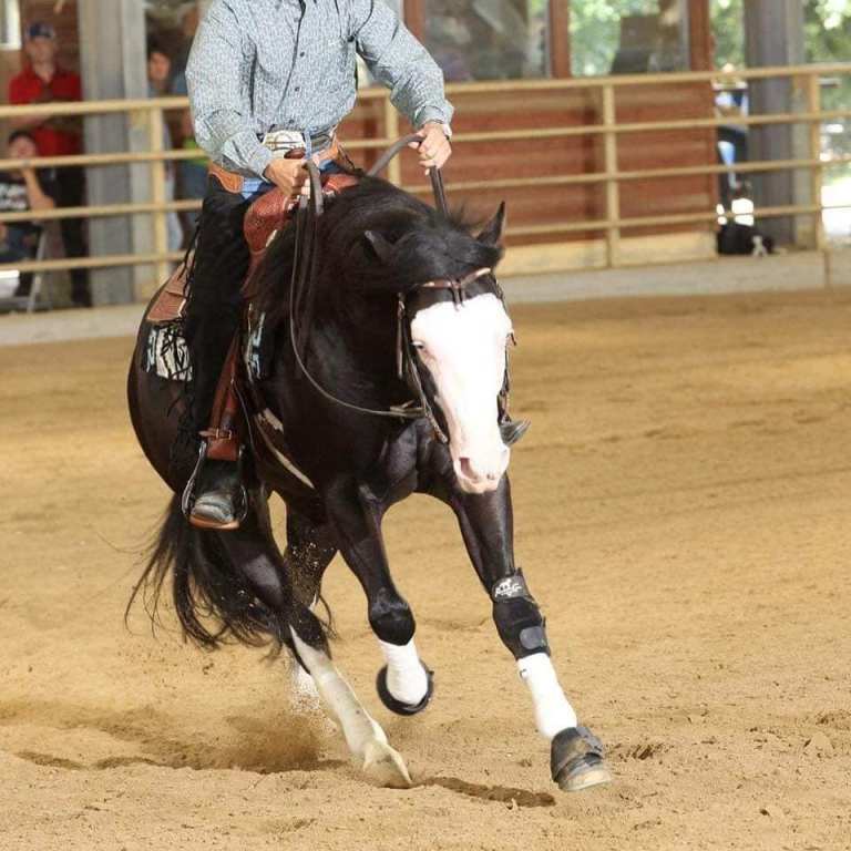 BALCK GOTTA GUN AMERICAN QUARTER HORSE STALLION AT STUD 4