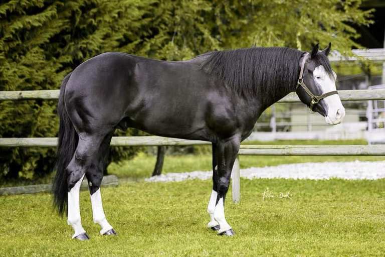 BALCK GOTTA GUN AMERICAN QUARTER HORSE STALLION AT STUD 6
